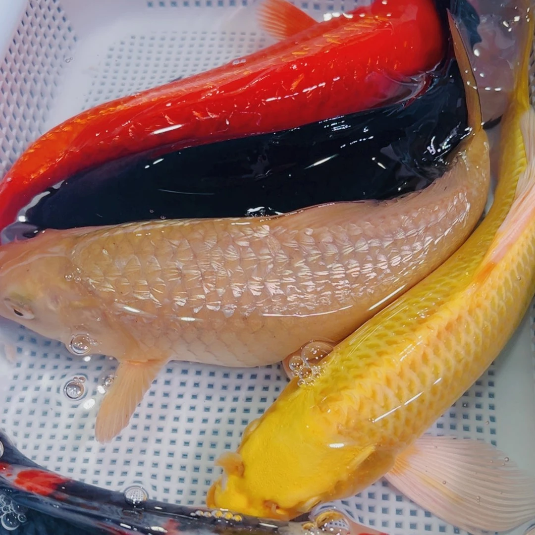 锦鲤锦鲤冷水鱼观赏605