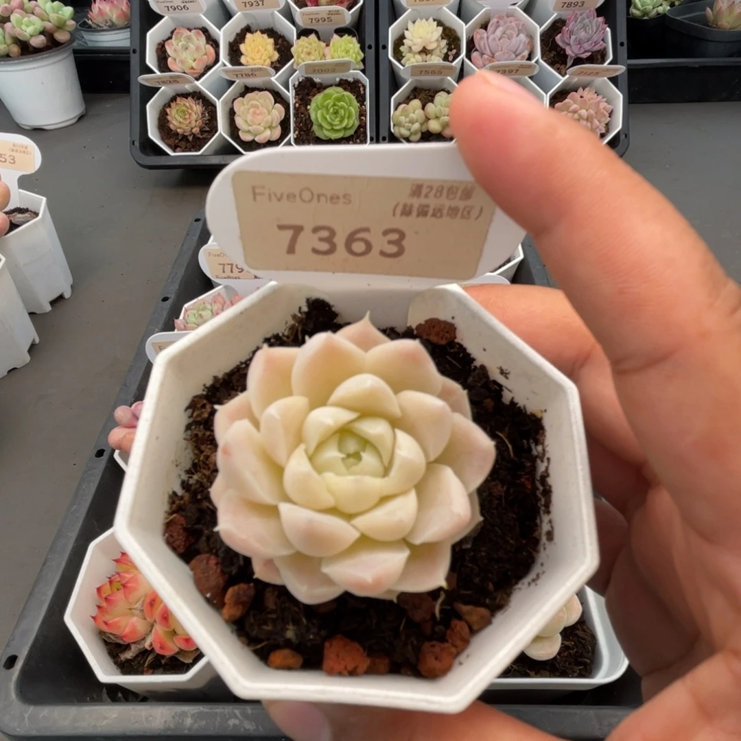 7363白月影4.5厘米