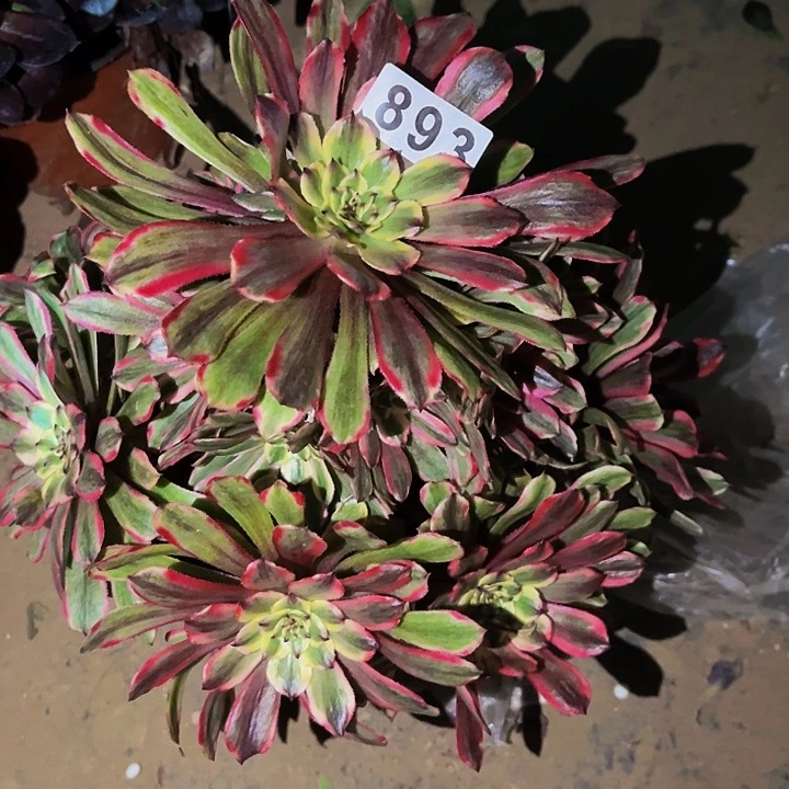 893糖果粉黛多肉植物处理不售后量拍