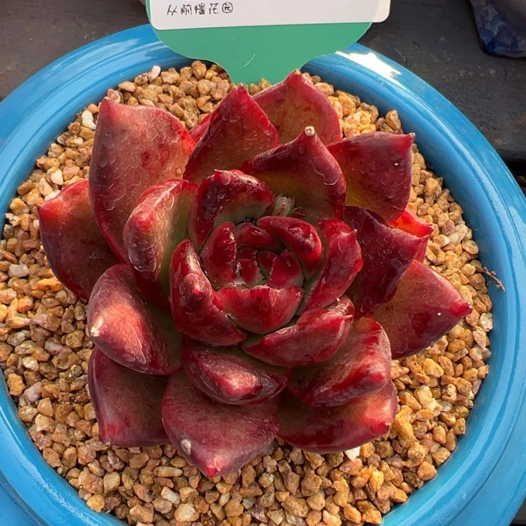 从前慢多肉精选编号0213.35