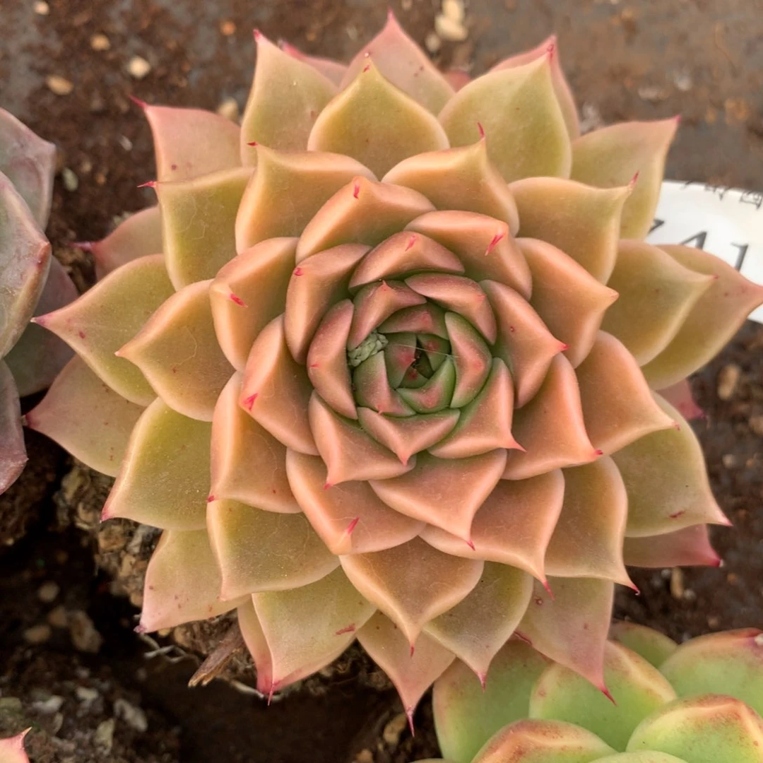 7412新年快乐发发发