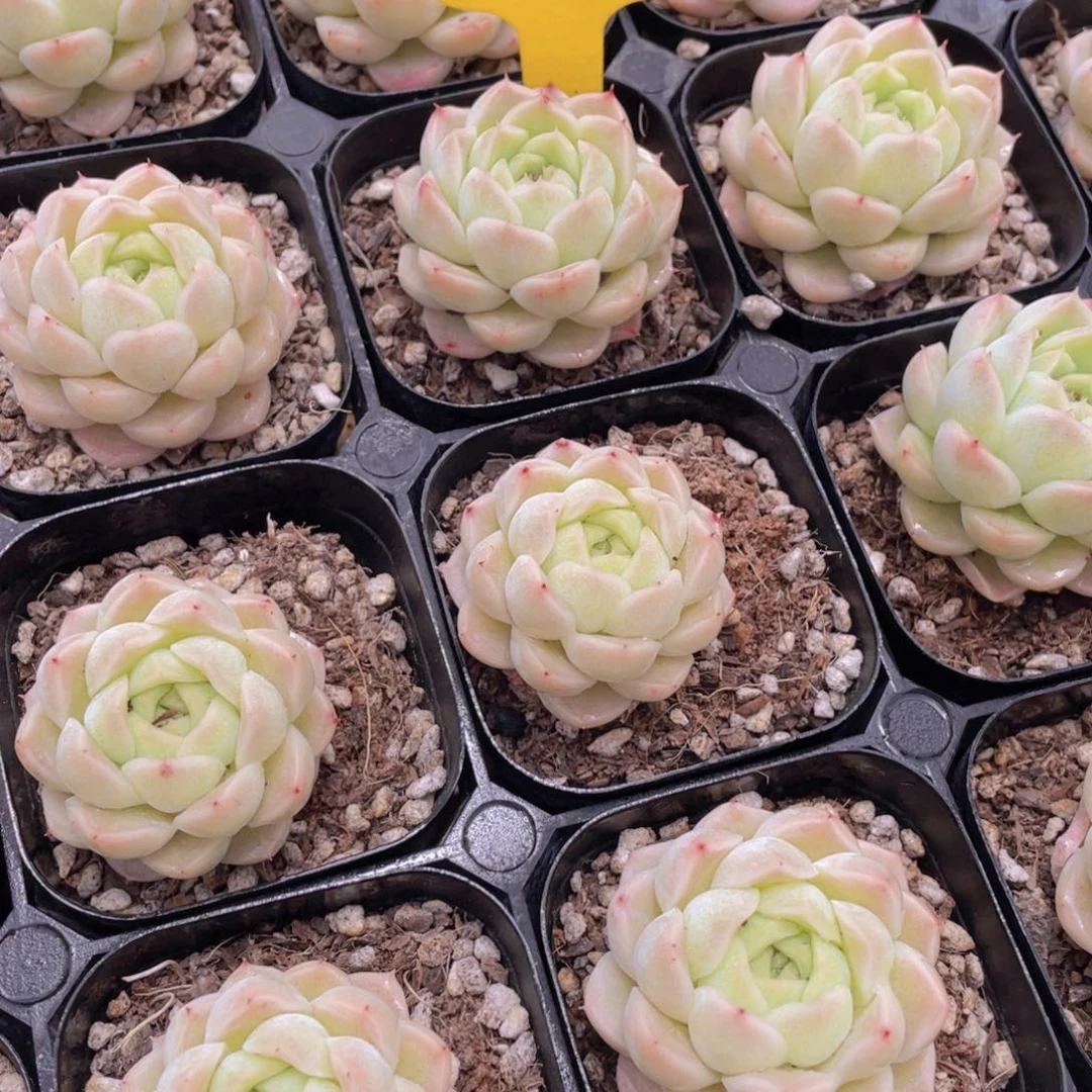 1031号 小清新麦秆单头一个