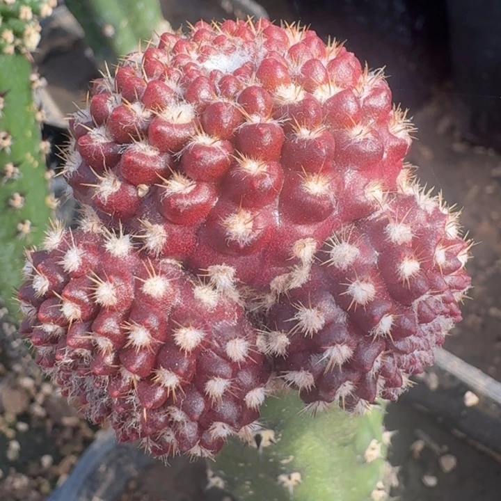 狼头苗接6666666666