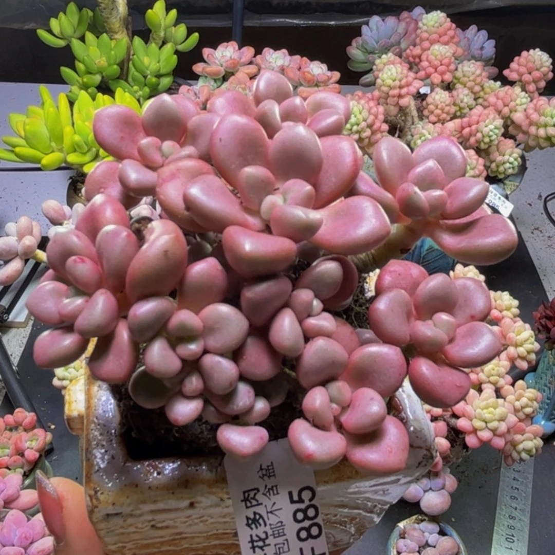 先锋派885/9cm多肉