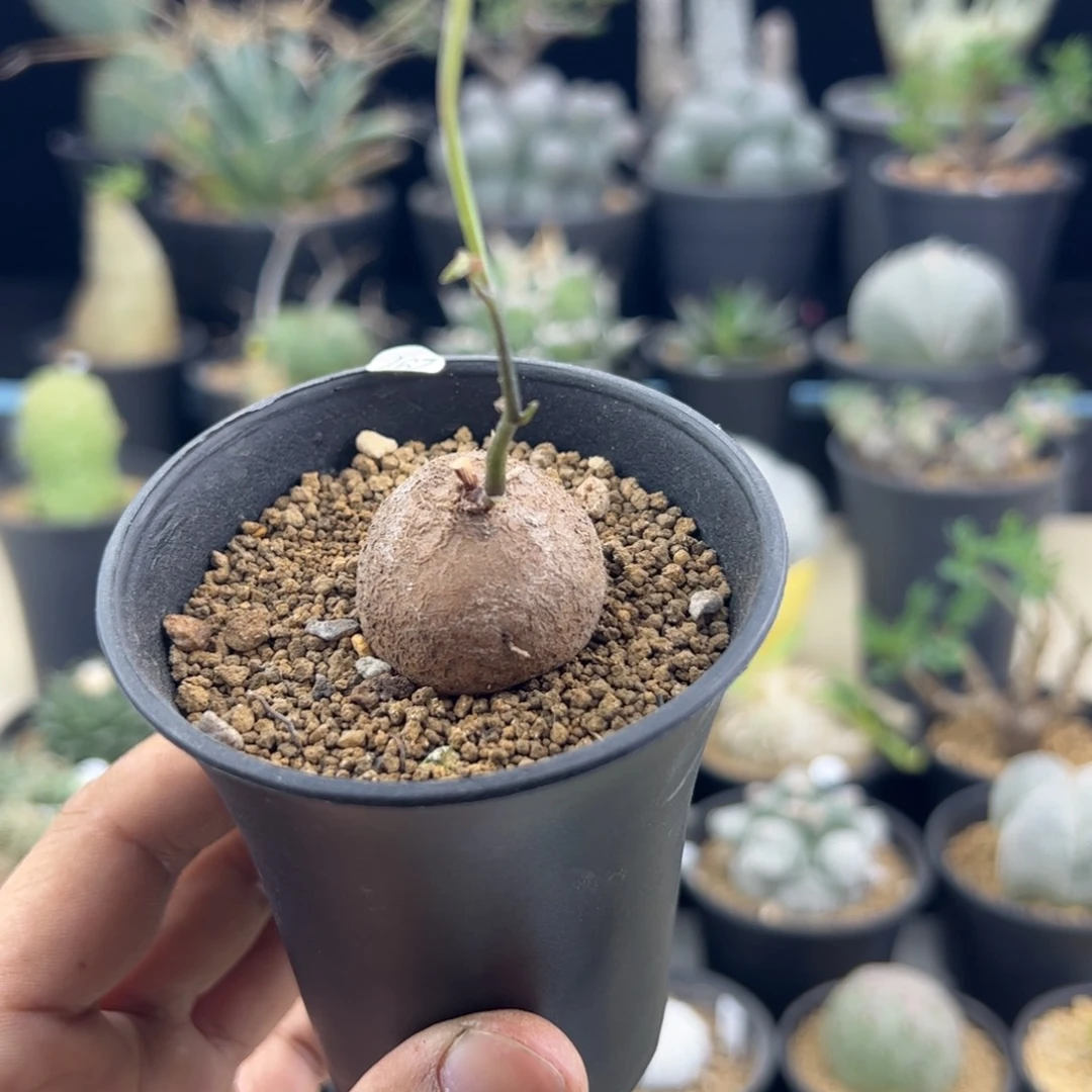 南非龟甲龙2.8一物一拍