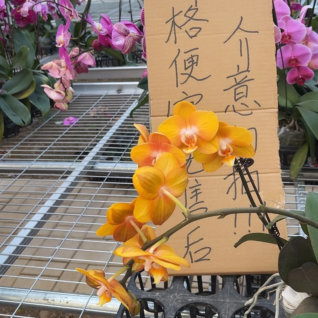 螺***丁完全开放蝴蝶兰2个 不售后