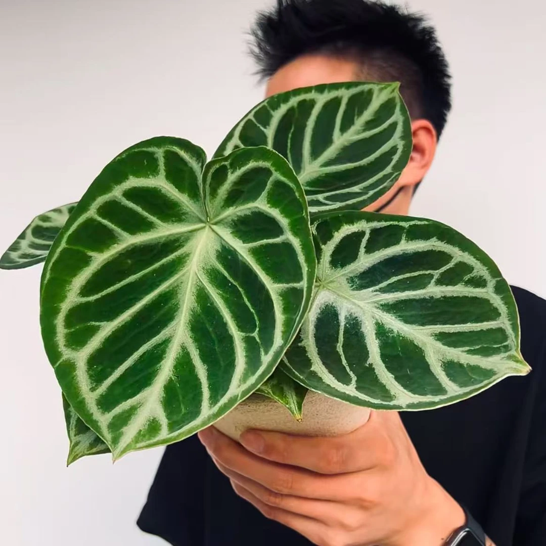 【铜锣烧花烛】室内高端热植盆栽新手好养可水培观叶绿植