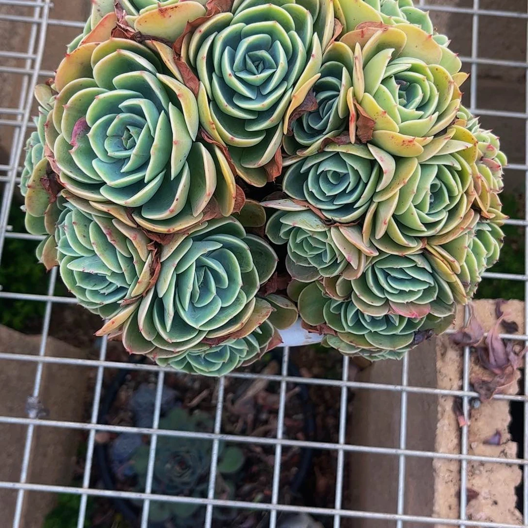 好姑娘多肉，艾斯每兰达