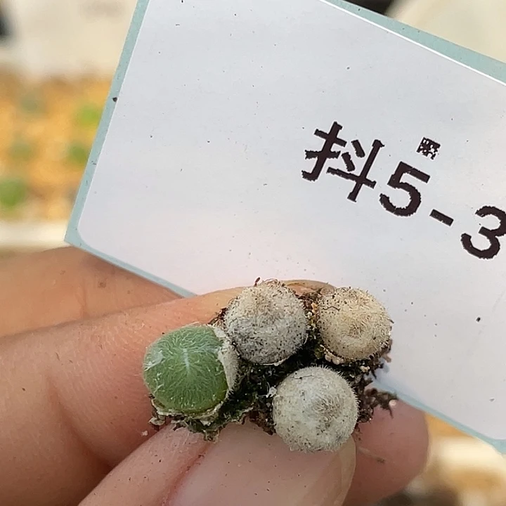 5-3毛球多肉植物肉锥