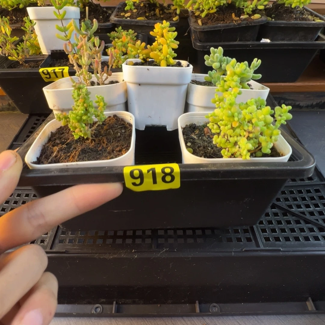 枝干番杏多肉植物918