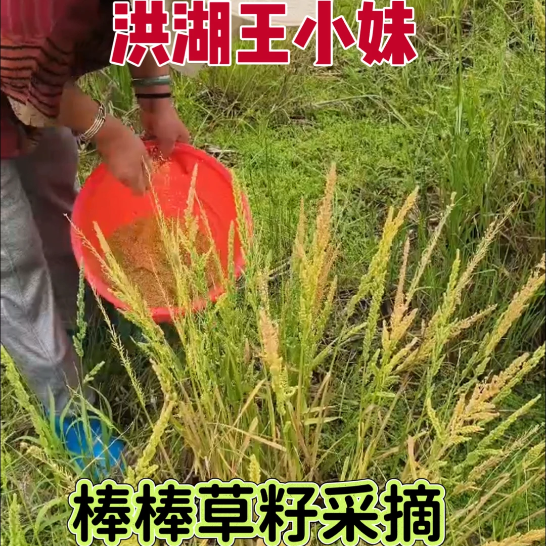 精品棒棒草 菵草 棒头草五月黄小龙虾养殖水草