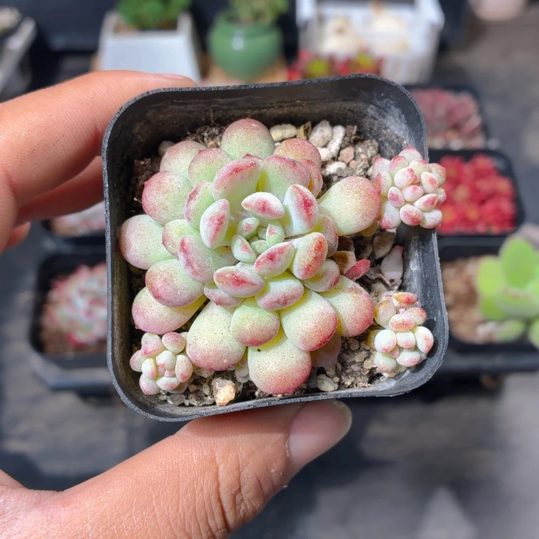 萌豆多肉9.9包邮发货