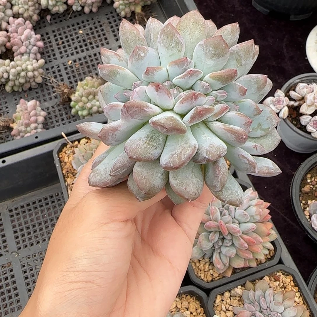 星影缀化一物一拍