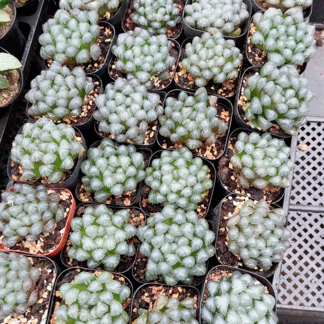 潘氏冰灯玉露多肉植物一颗