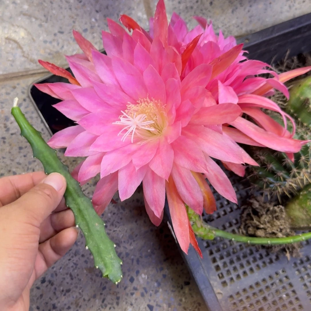 200令箭粉红星球无根10公分左右，20包邮断枝条无售后