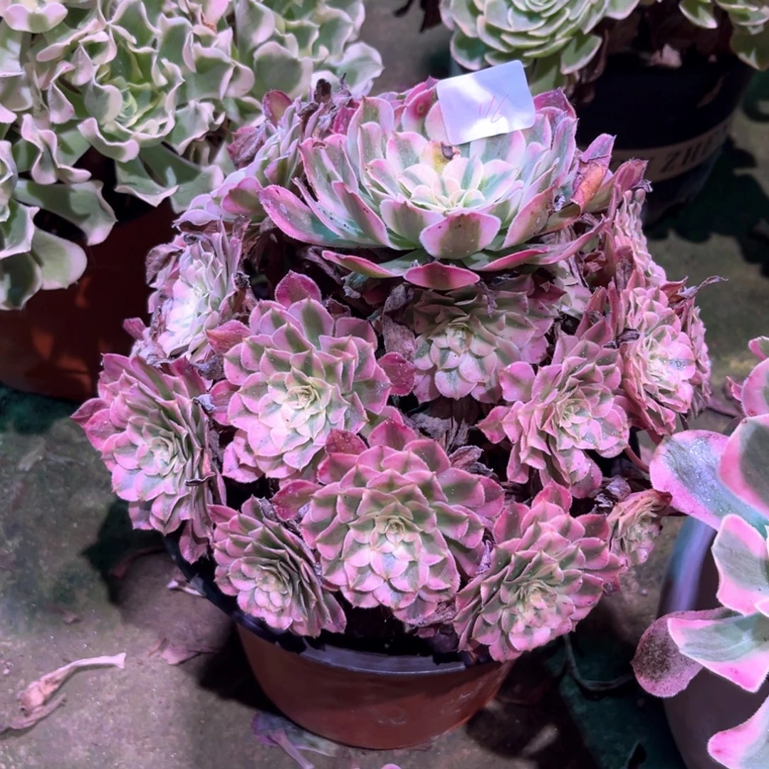 多肉植物红铜白00116