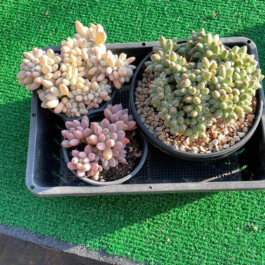 猴***白三颗精品多肉带盆发货