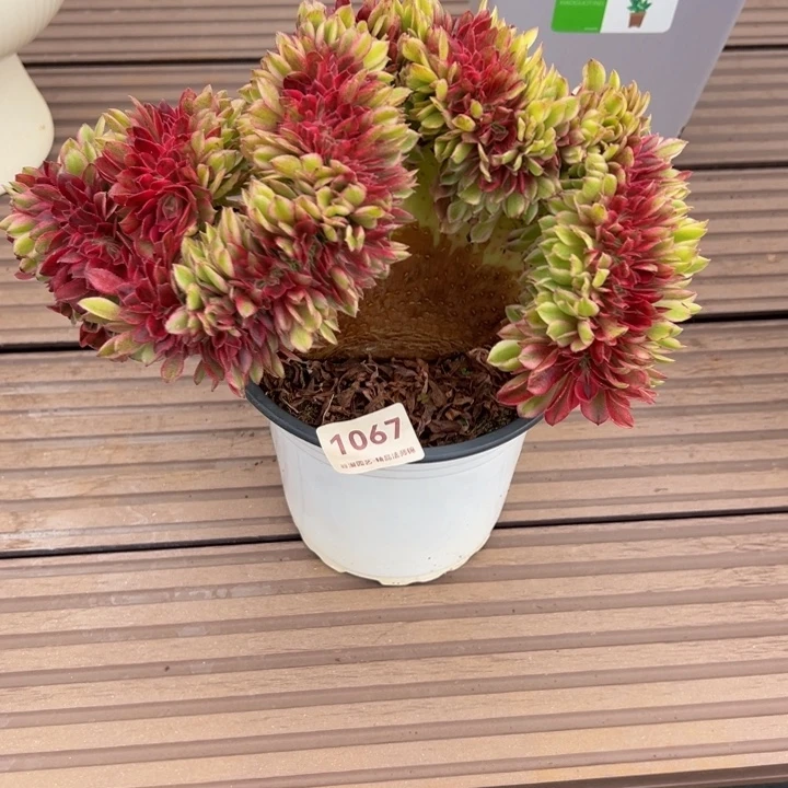 1067荔枝缀化（露养货）