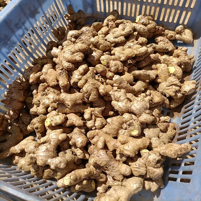 【彭家阿妹】湖南湘西高山老姜 洞藏姜 小黄姜