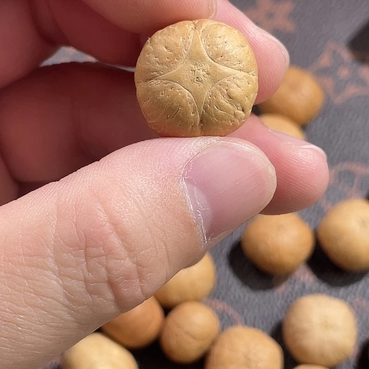 手串凤眼菩提尼泊尔小凤眼