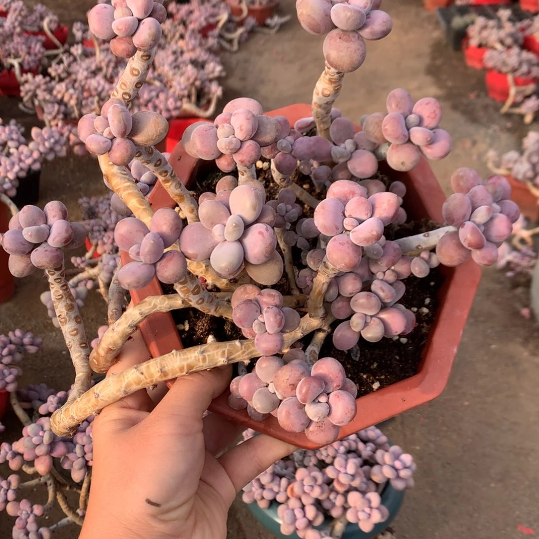 桃蛋老桩不带盆17号