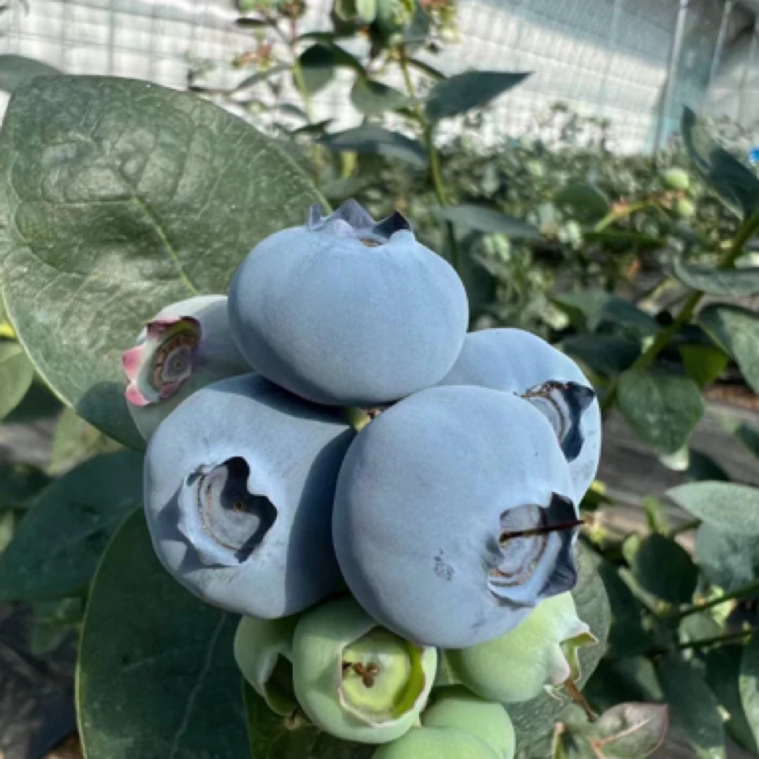 【顺丰包邮】正宗丹东L25花香蓝莓（特大果18-20mm)净重400g