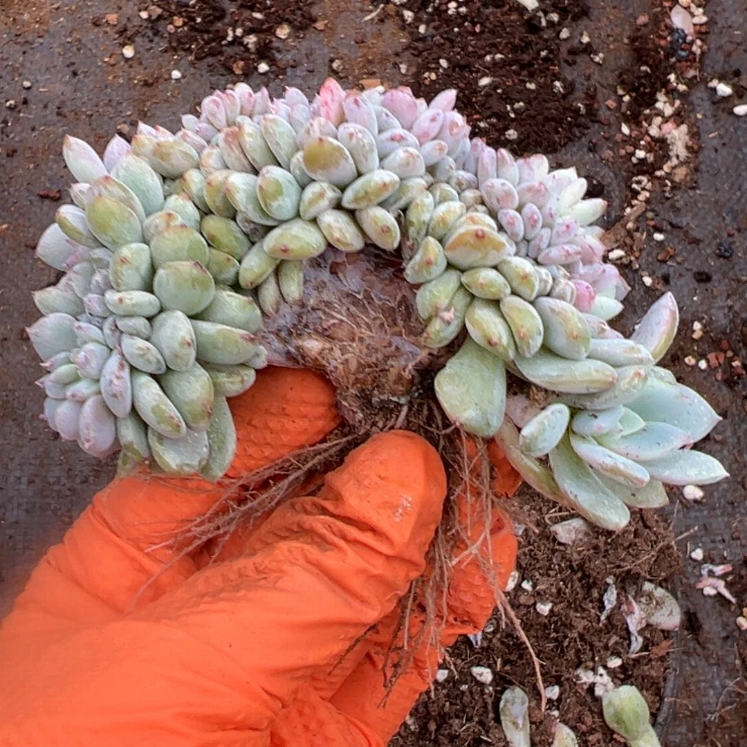 缀化呀呀呀呀呀呀呀呀呀呀呀