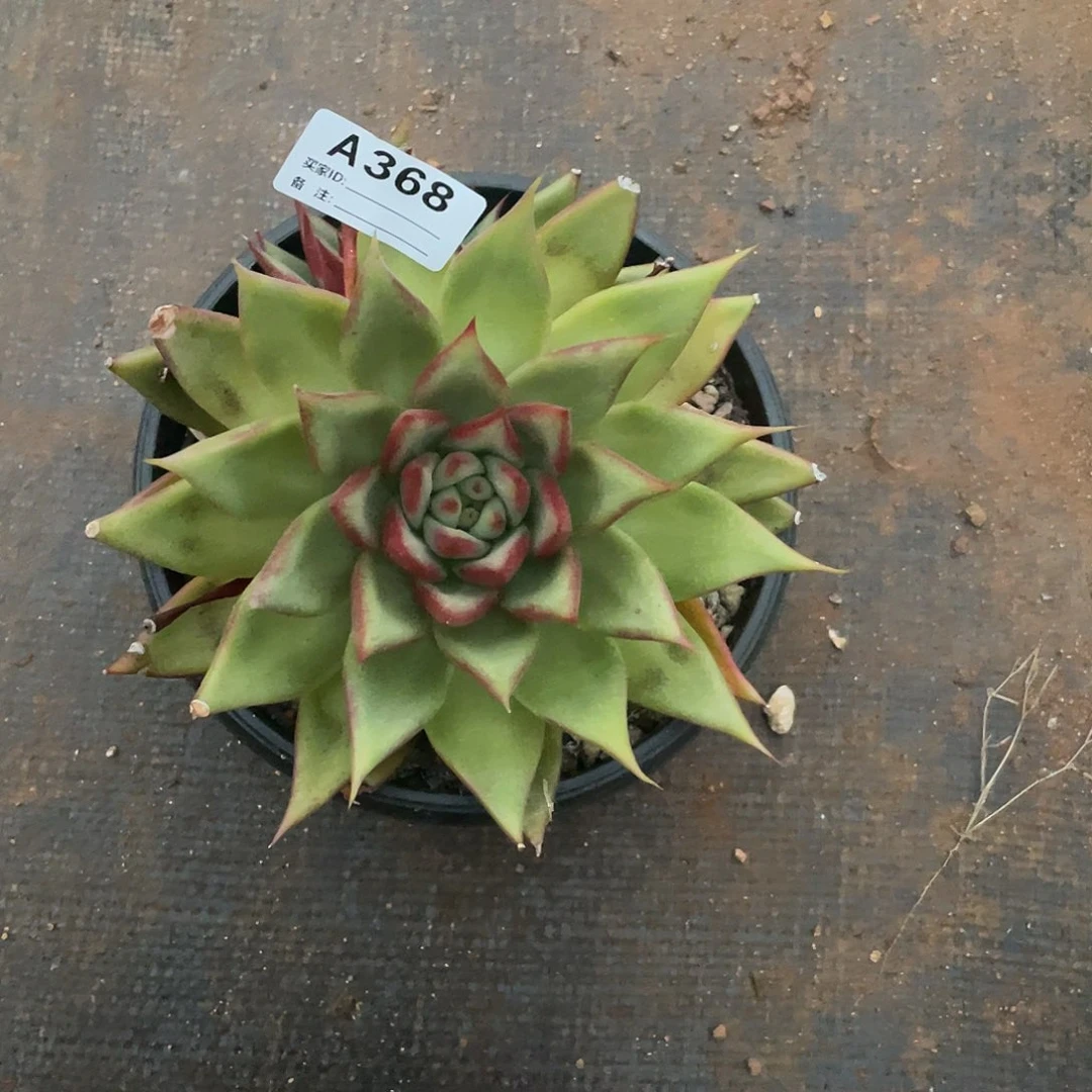 若如东云单拍A368