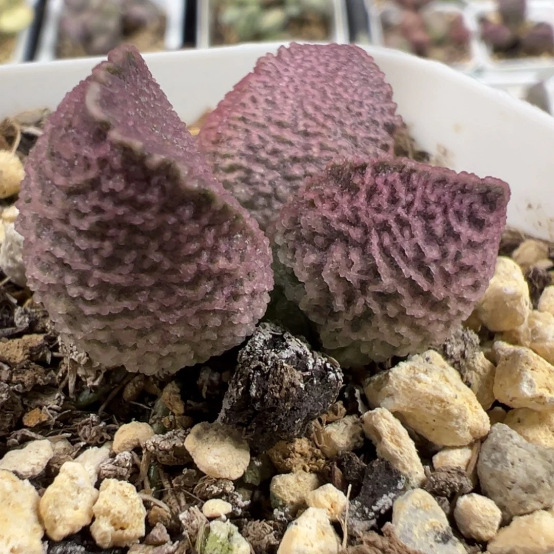 实生新品多肉植物水泡多肉植物