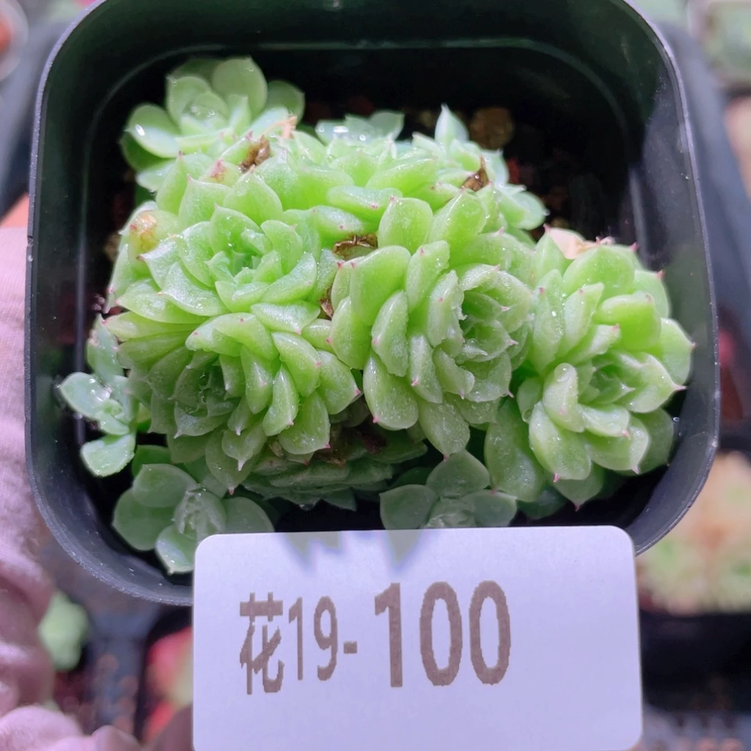 花利美19-100麦秆群