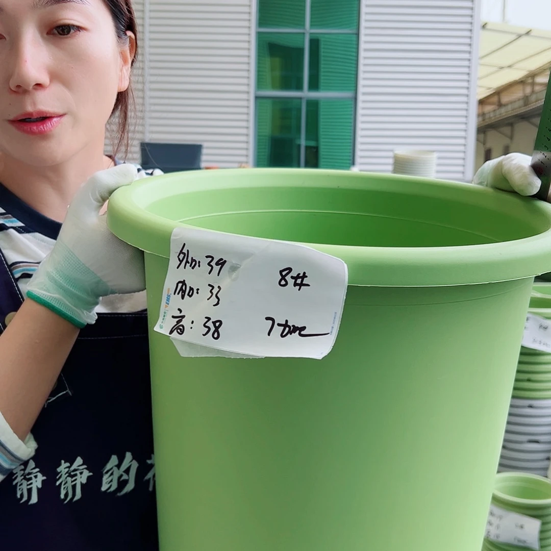 四季盆8#果绿5个无托
