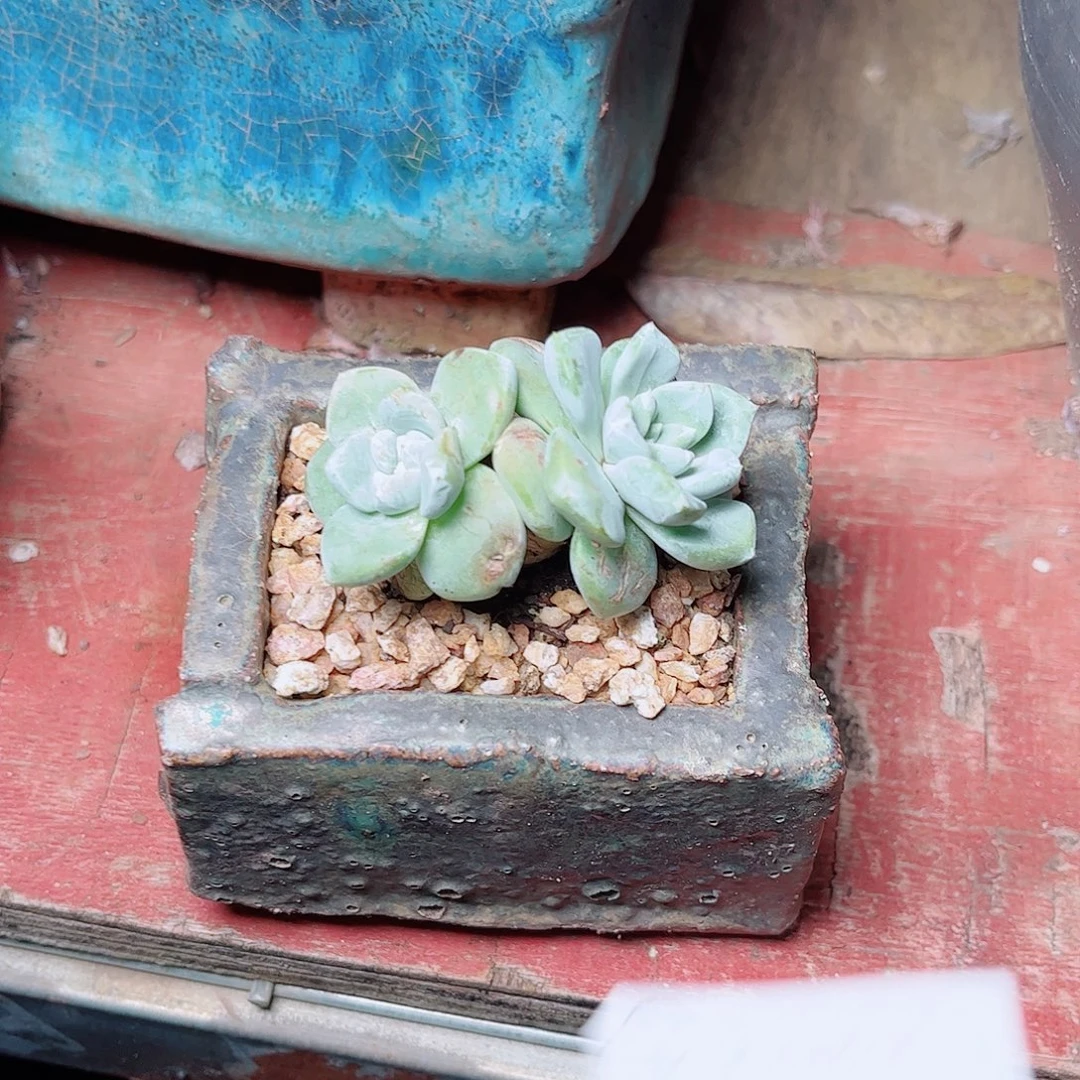 1581法瑞苹果叶多肉