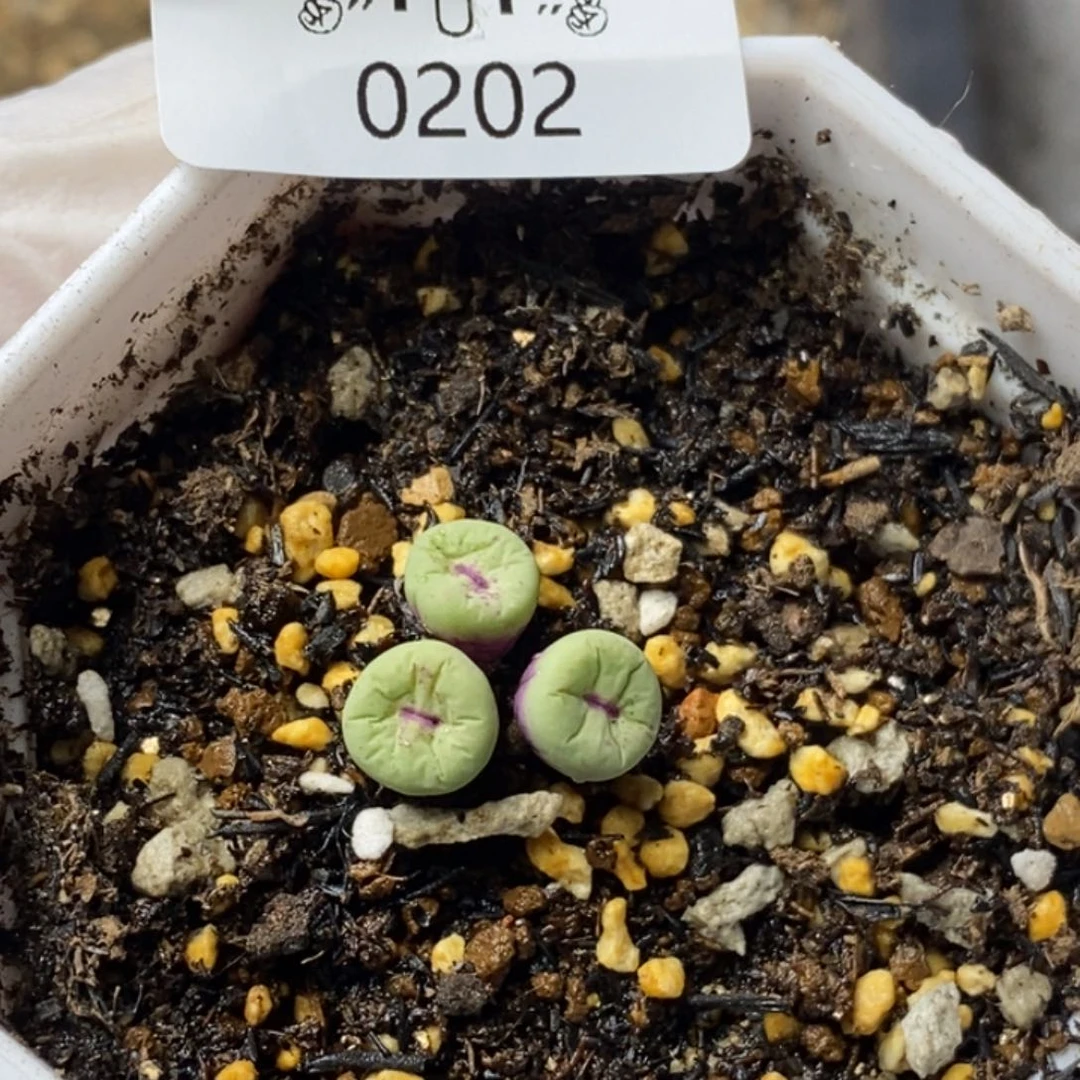 山*0202。零下拍保温。