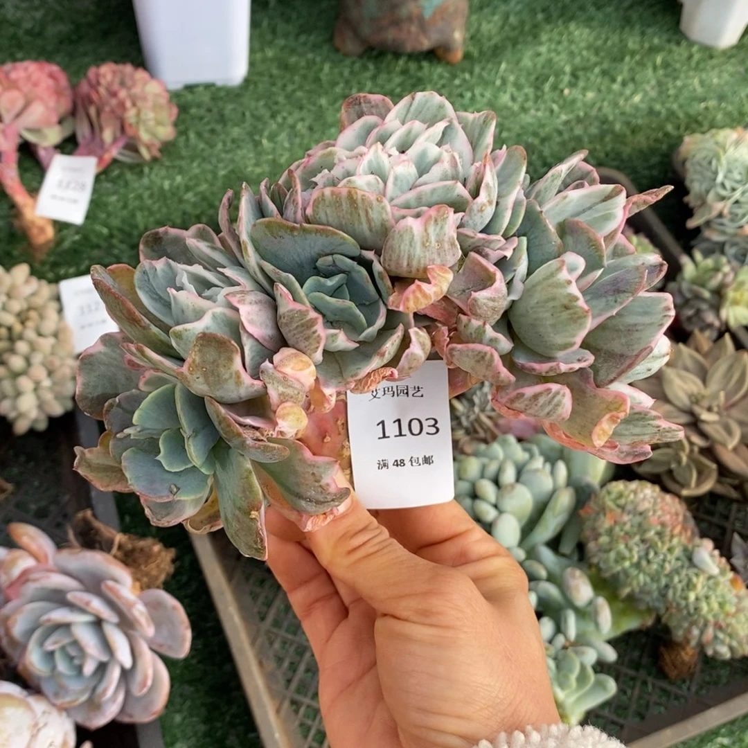 伯克利锦缀化1103