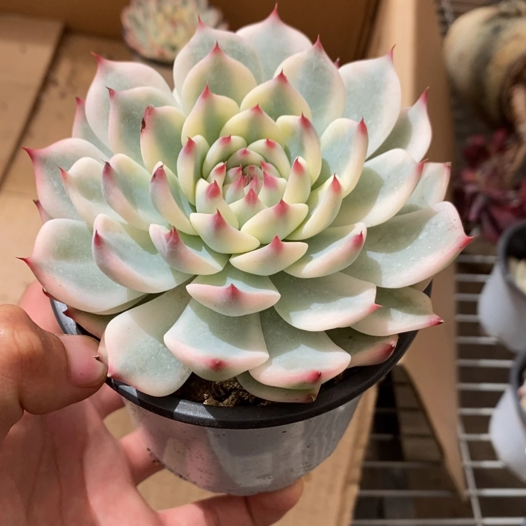 吉娃娃多肉植物9218