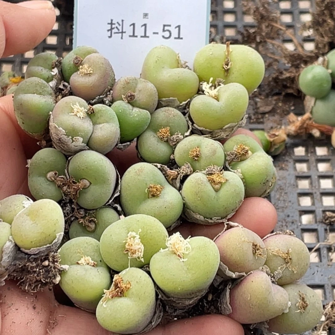 降***澪11-51肉锥多肉植物