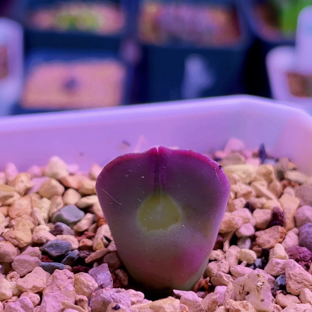 아***살空蝉植物一物一拍
