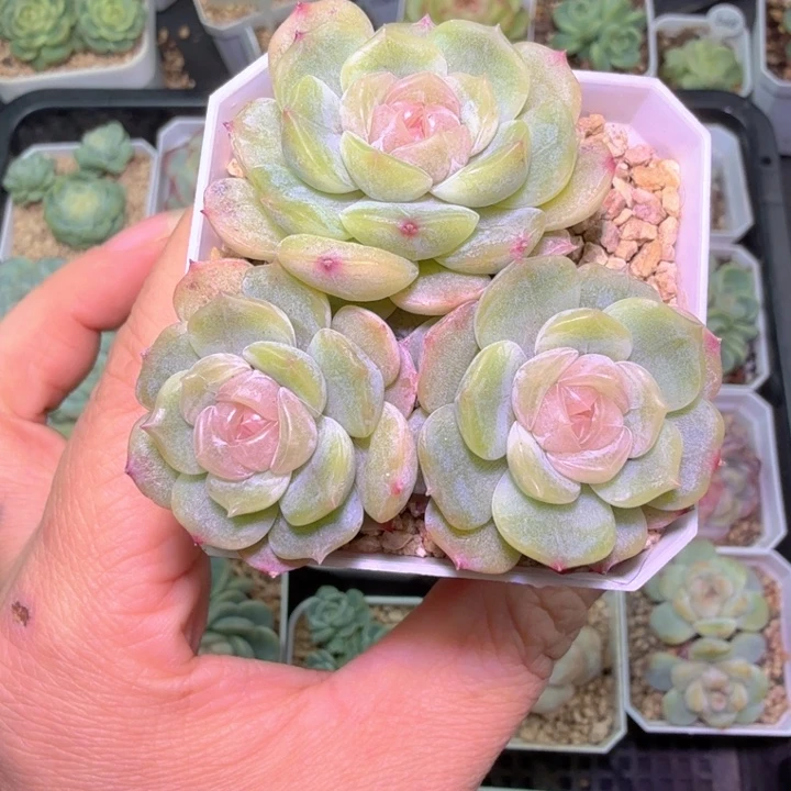 白色恋人多肉植物