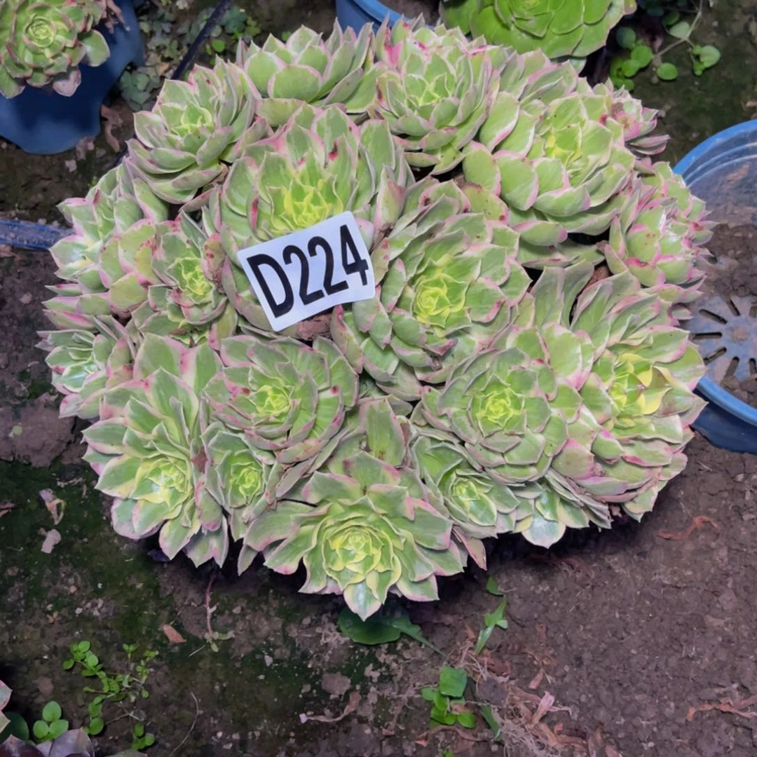 水蜜桃法师26///////8包邮