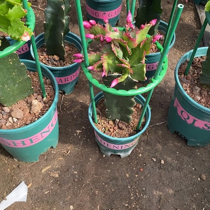 昊***文完全开放0085重播