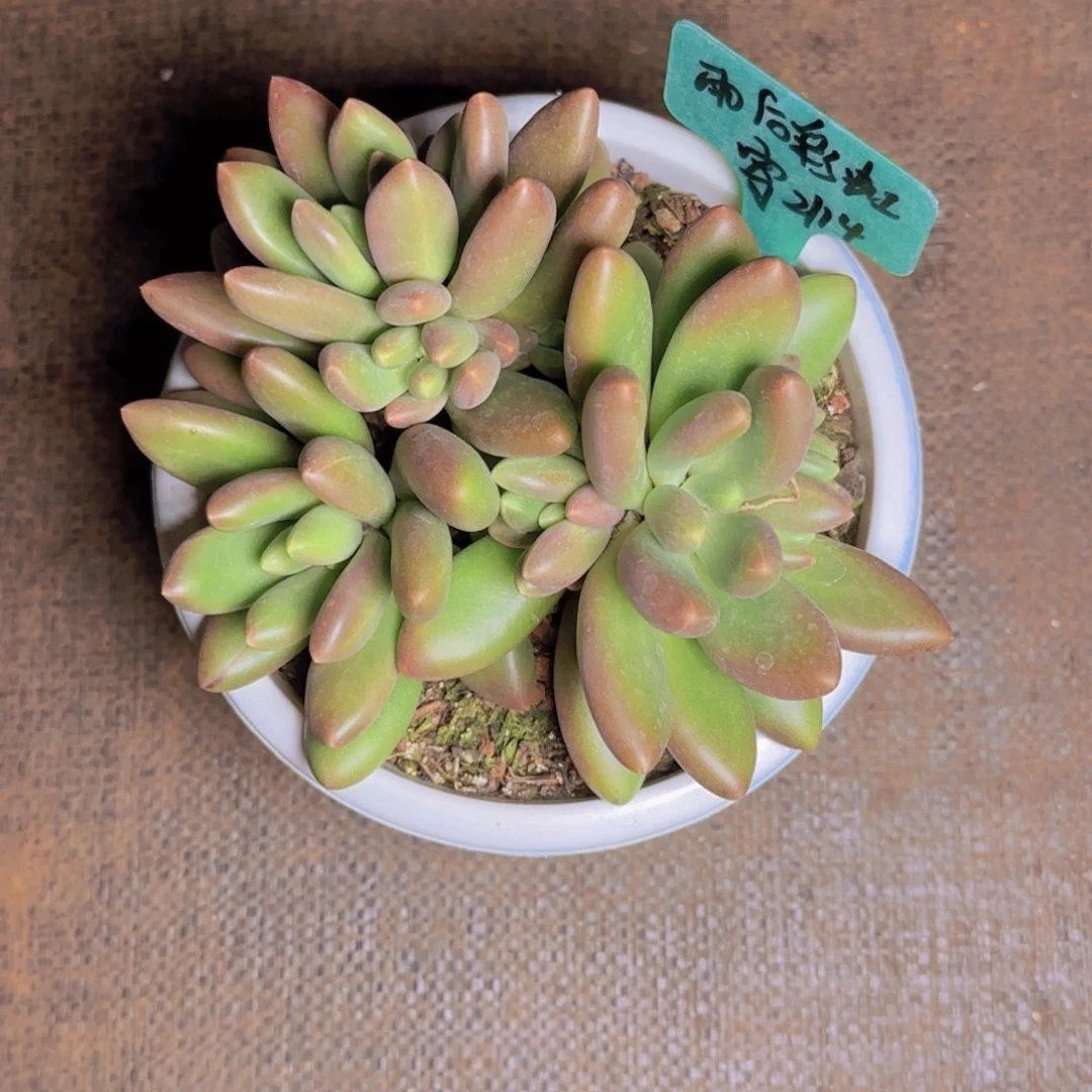 雨**虹雨后彩虹寄养1111111111111