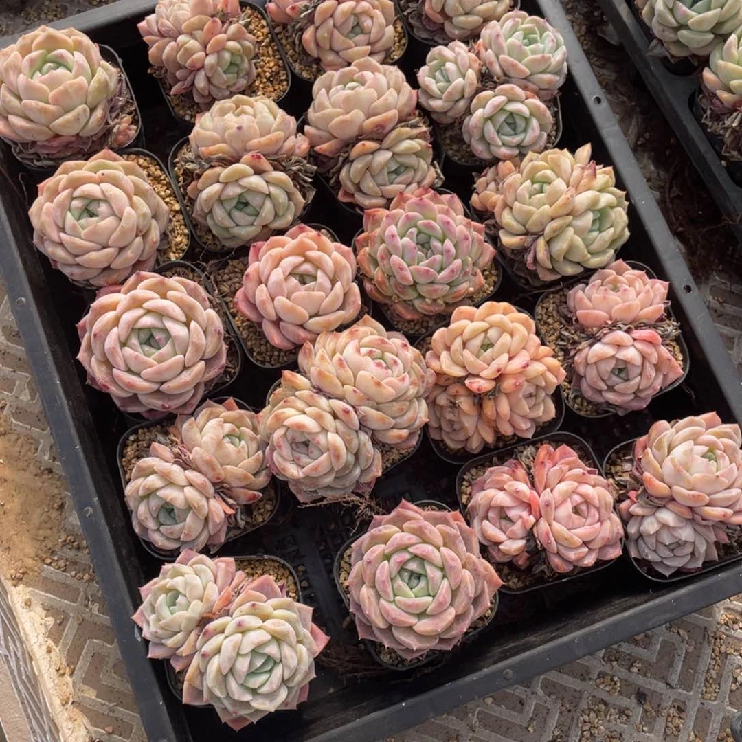多肉植物二十个精品组253