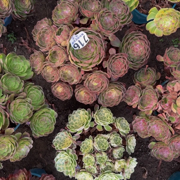 黑魔花30-19包邮花花