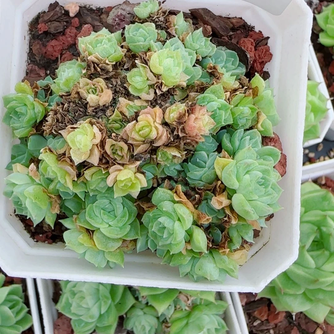 狗***板花语逸镜0946-59散