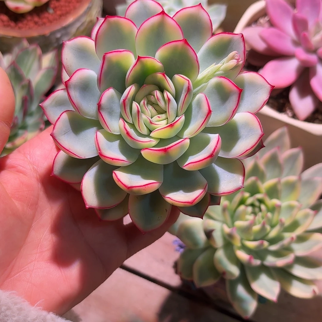 荷花锦多肉多肉多肉