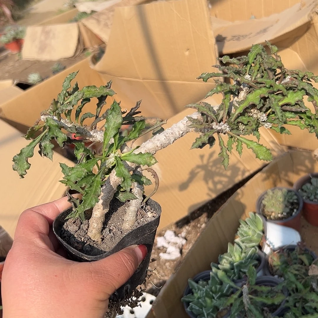 多肉植物多肉植物