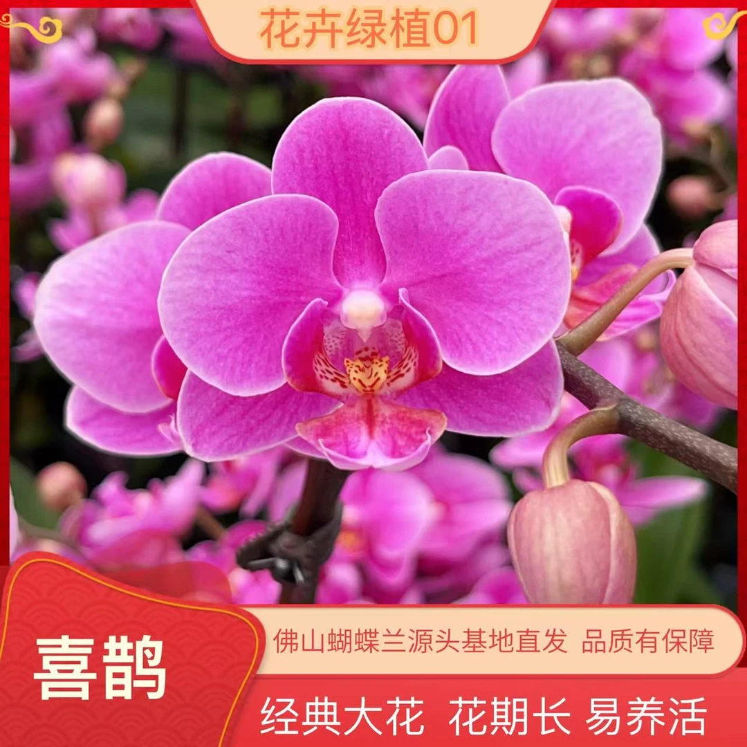 九仙嶂【喜鹊01】爆款高端蝴蝶兰室内花卉