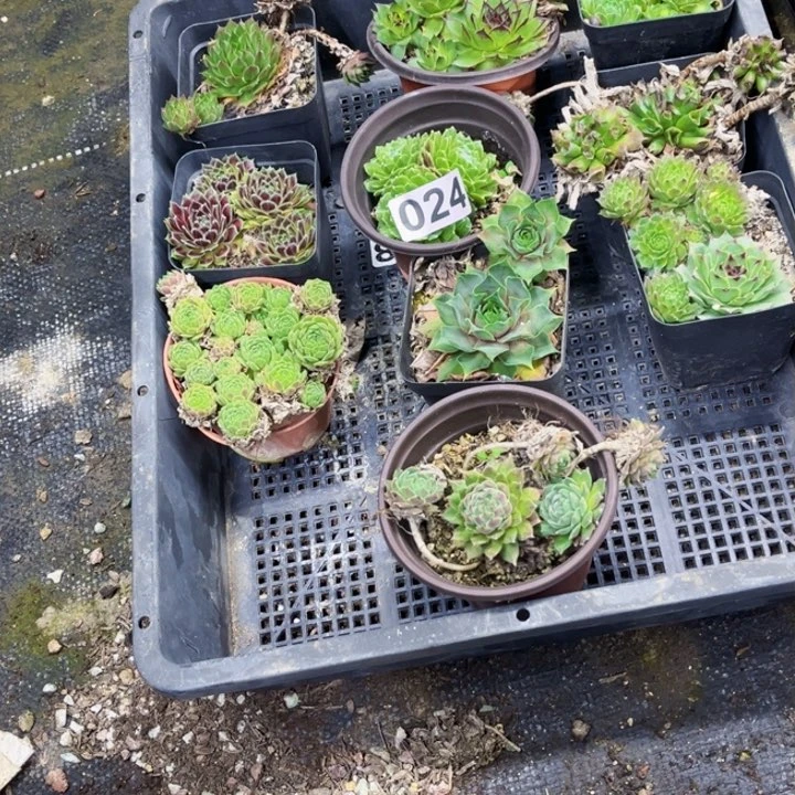 024长生草一物一图如图