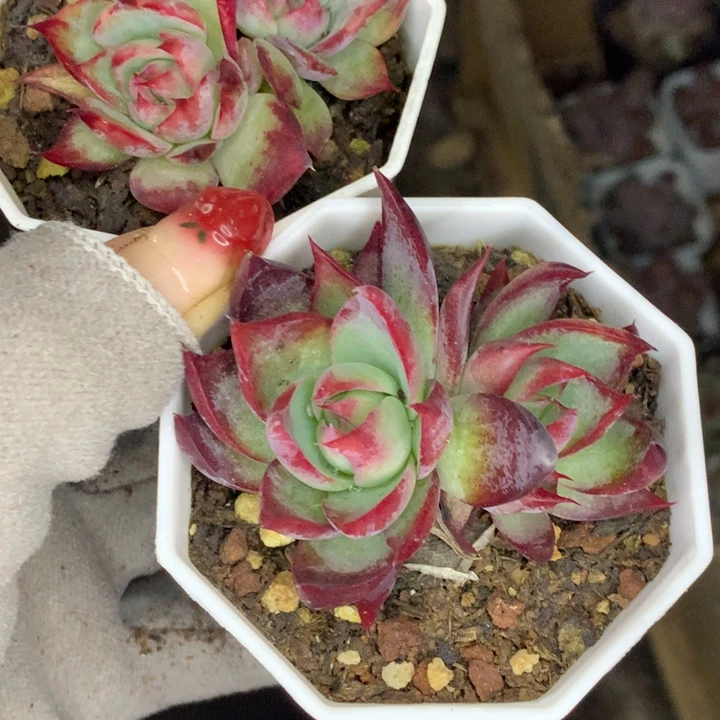 惊鸿宽 加细  双 （不满9.99发空盆冷地区不拍保温扣3.9多肉）