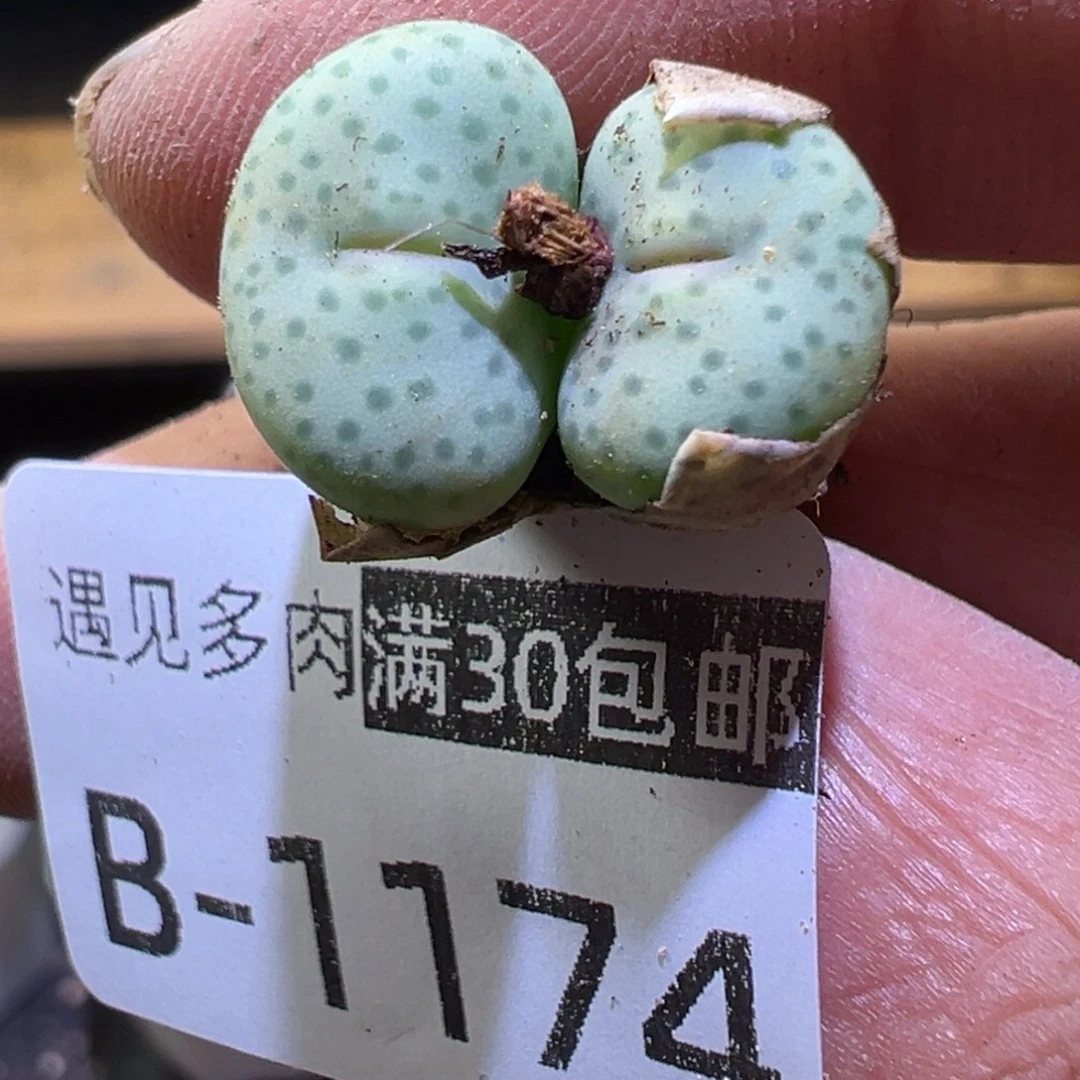 多肉植物11111111111111
